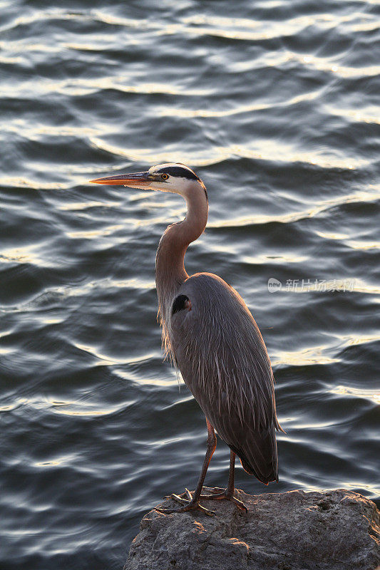 大蓝鹭(Ardea herodias)站在岩石上的日落